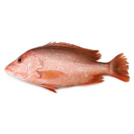 Pargo Rojo x Unidad 