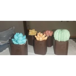 Suculentas de chocolate