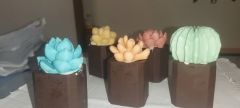 Suculentas de chocolate